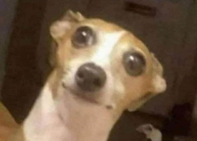SiciliaStandUp's tweet photo. Yo: "Creo que oi algo afuera"
Papá: "Deja que el perro salga y chequee!"
El perro: https://t.co/OrjXuOdB8M