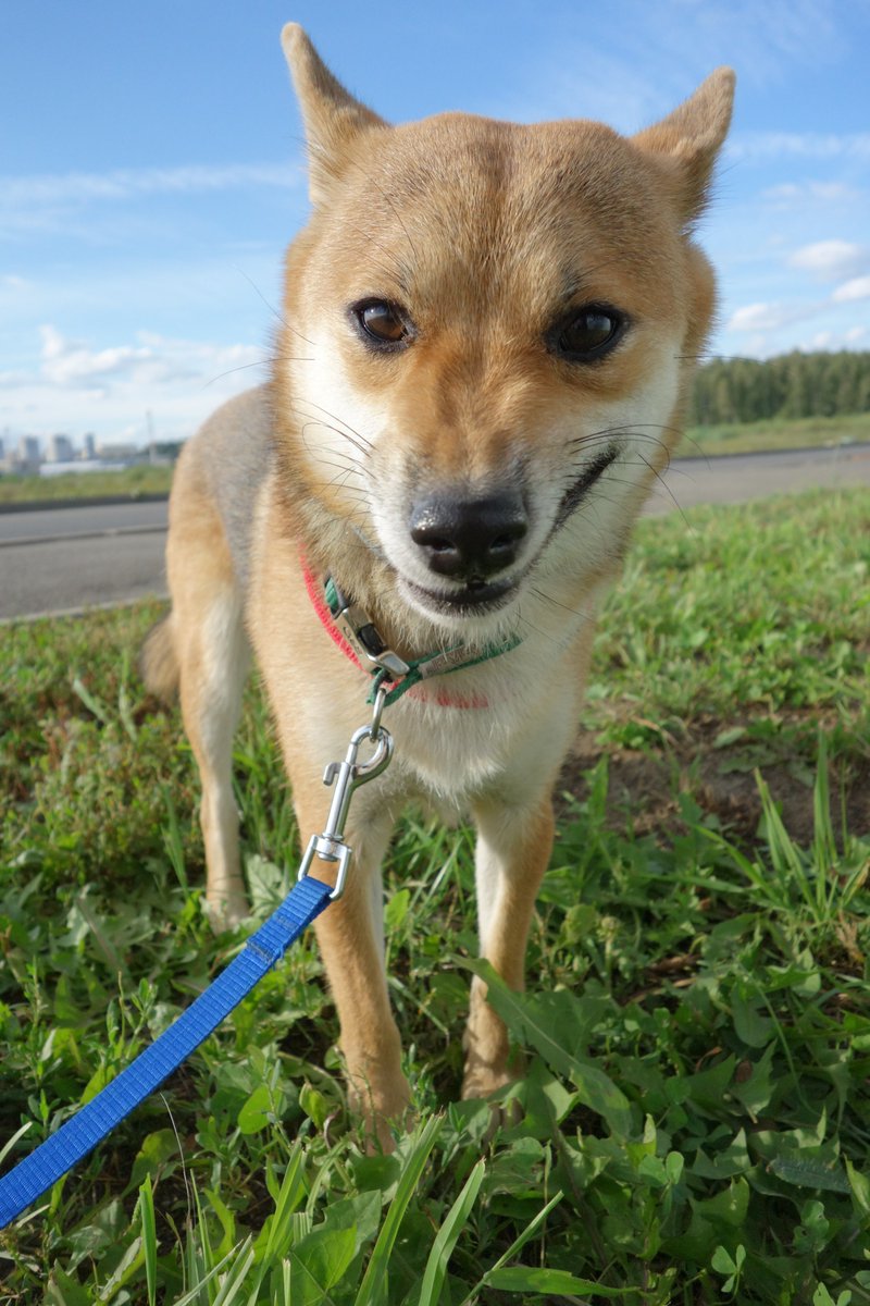 Breedsnation on Twitter "4. The Shiba Inu With 767,981 searches is an
