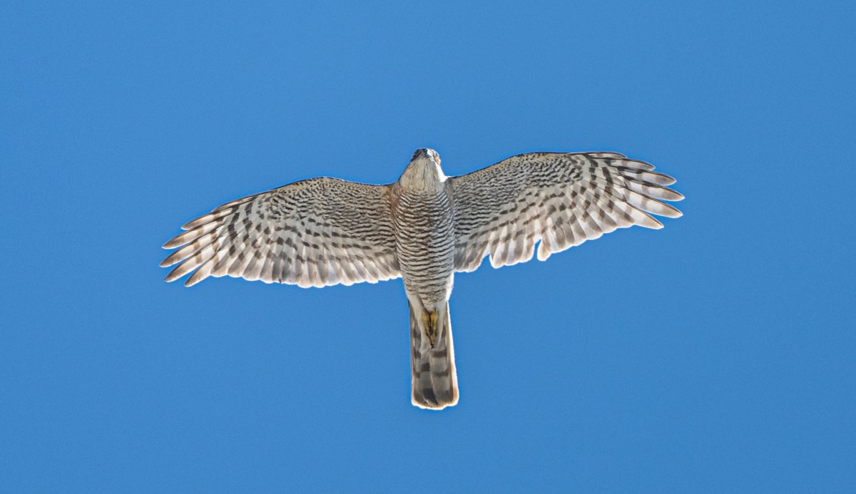 Great selection of raptors this morning at Europa Point Common Buzzard, Booted Eagles (light and dark morphed), Sparrowhawks, Short Toed Snake Eagles, Gannets and Black Kites of course @gonhsgib birding #birdingphotography #gibraltar @birdsseenin2023