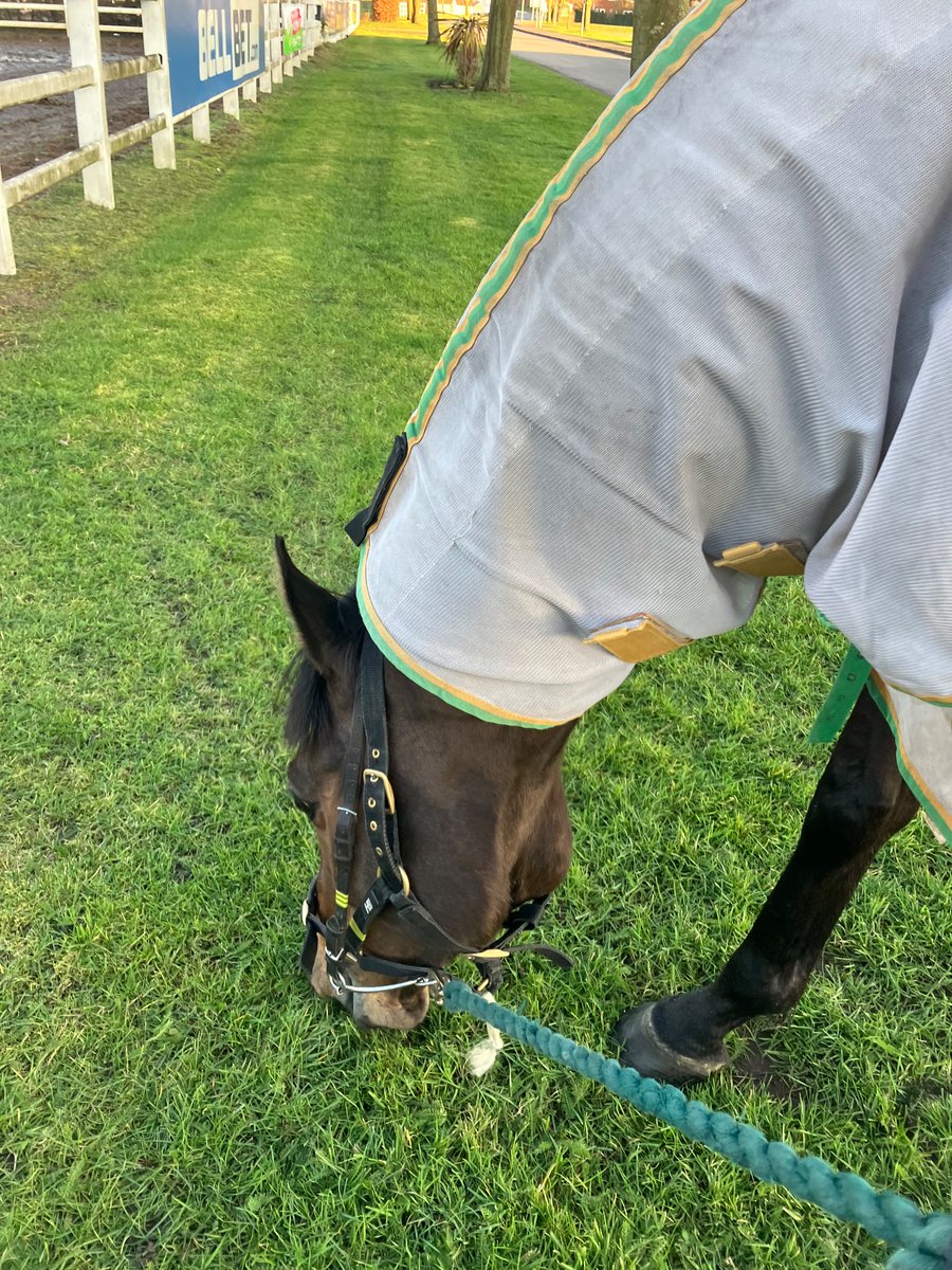 NewstartRacing's tweet photo. Another faultless effort #CaptainStLucifer, but…2nd again! 🙄🙈🏇🤭
Great ride @Mitchelljack77, these 2 get on incredibly well!
It’s so pleasing to see this horse grow so much in size and confidence!
Happy horses - happy days!! 
Many thanks to all involved along the way! 🏇💙🥂 https://t.co/jpLsjvwlV3