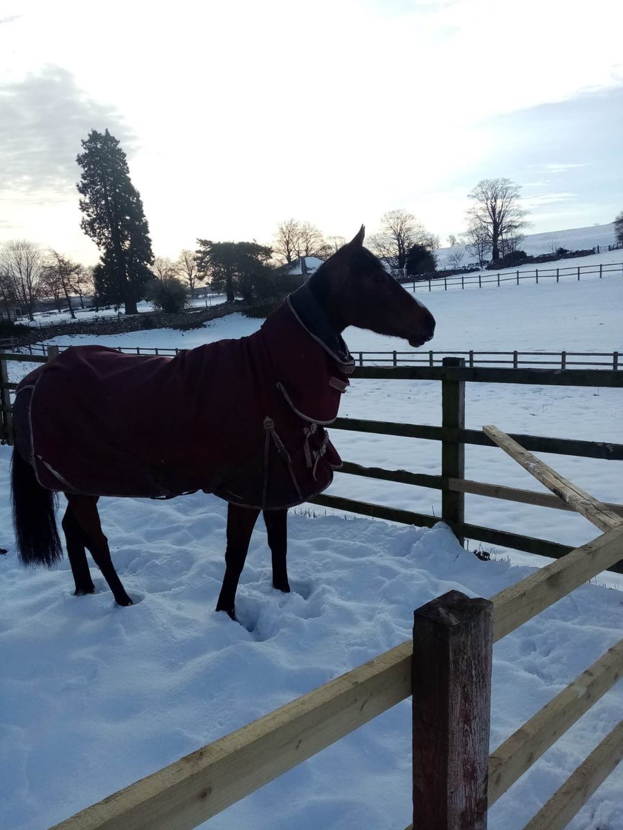 Our Laura B on the lookout for better weather <a href="/BenHaslamRacing/">Ben Haslam</a> #middleham 🥶