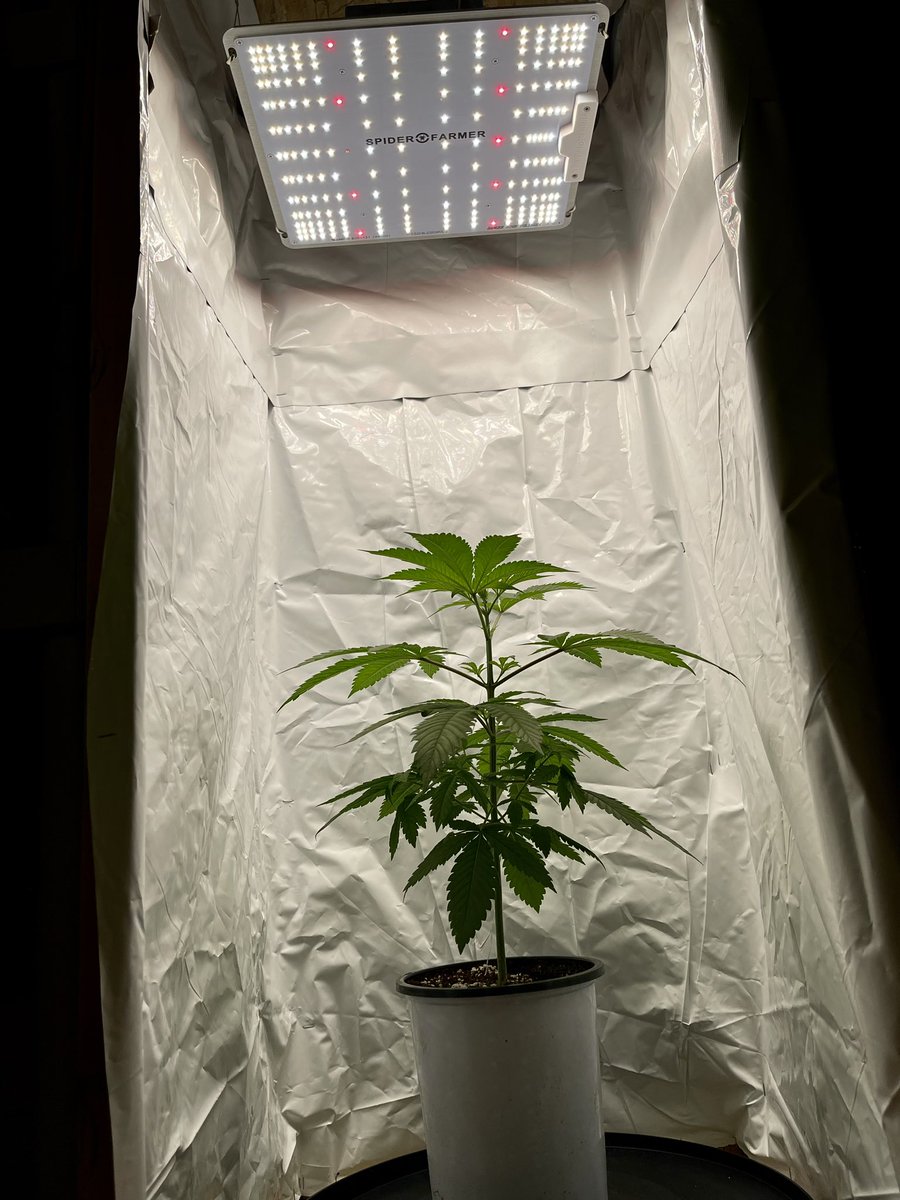 A micro grow 🌱🔥💨