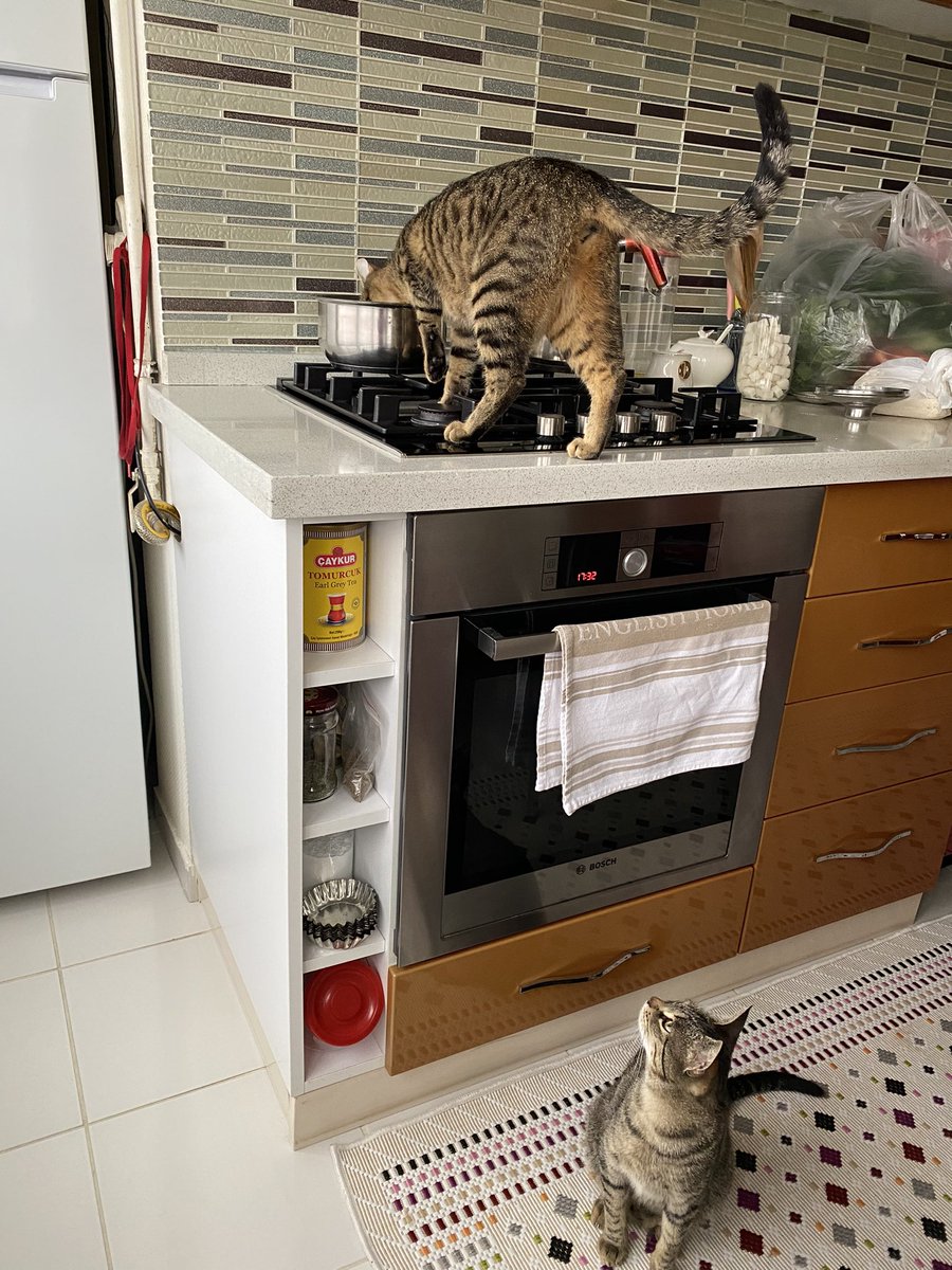 Akrabanın evine geldim bi yere kadar gitti kedilerime bak diyo nasıl bakıym mk 7 tane kedi var evde aha biri çorbaya daldı