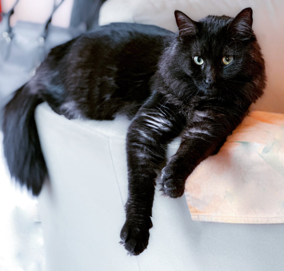 Just hanging out for #caturday …what’re you up to today furriends? 

#Saturday #CatsofTwitter #cats #CatsOnTwitter #AdoptDontShop