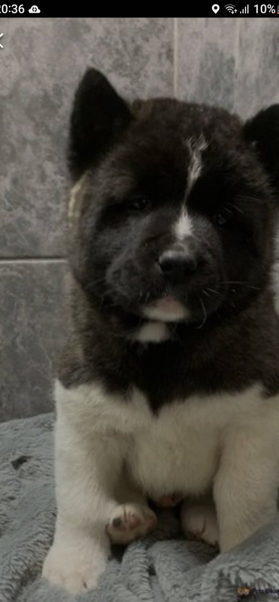 Thechadman79 tweet media