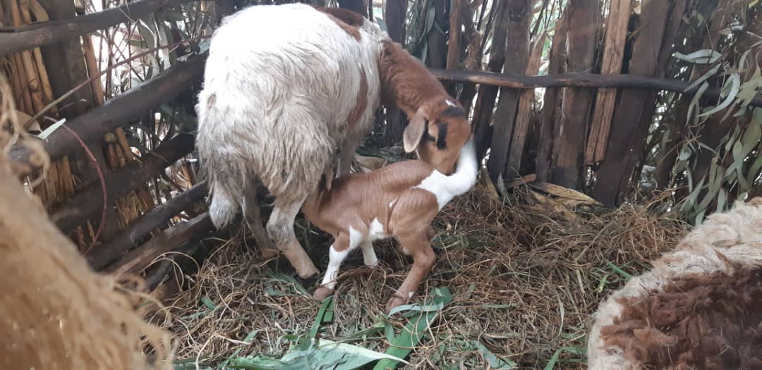 CorpsAfricaRda's tweet photo. An initiative finally reaping its benefits as we witnessed a ewe give birth, one of many in this initiative with more on the way. #ThisIsCorpsAfrica https://t.co/jQzUaKtLBe