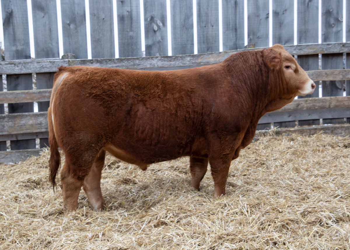 Newlifelimo's tweet photo. Less than a week away from the Fully Loaded Limousin Bull sale online with DV auctions . For more information call Justin 519-270-5415.@CDNLimousin https://t.co/afxHGh0nLi