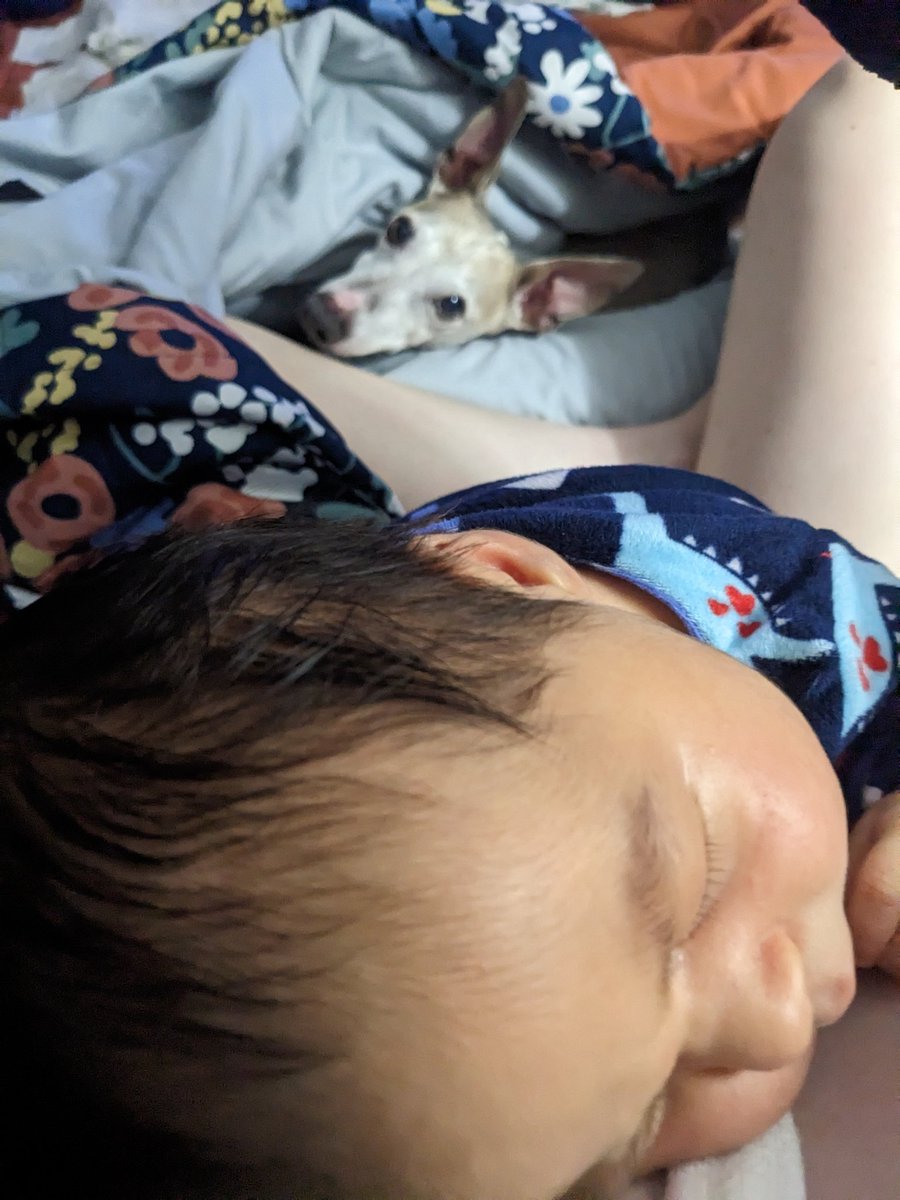 Watching the <a href="/Pathologists/">CAPathologists</a> Residents Forum meeting with two extra buddies this year. Thankful for the virtual option while my travel is limited.

#capnow #SPRF23