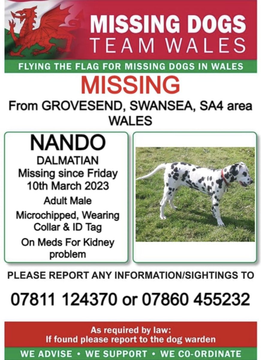 missingdogwales's tweet photo. โผ๏ธURGENT ON MEDS โผ๏ธ
(Must not eat dogfood etc )
NANDO MISSING FROM FARM IN #GROVESEND AREA #SWANSEA #SA4 WALES #DALMATIAN
Since Friday 10th March
โผ๏ธNANDO IS MICROCHIPPED & HAD A COLLAR WITH ID TAG
ATTACHED
IF SEEN PLEASE CALL EITHER NUMBERS ON THIS POSTER ASAP ๐ฅ https://t.co/Z4AYAYn55o