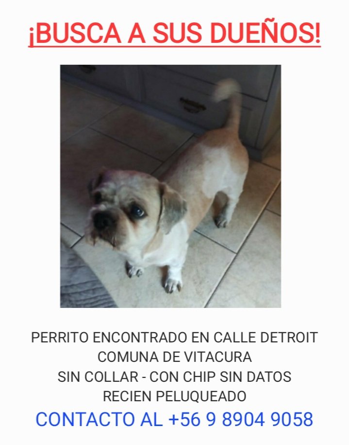 URGENTE PERRITO BUSCA A SUS DUEÑOS, COMUNA VITACURA  <a href="/botaspuesta/">Paula BotasPuestas</a> <a href="/DanielVitis/">Daniel Vitis</a> <a href="/PerrosPerdidos/">PerrosPerdidos</a>