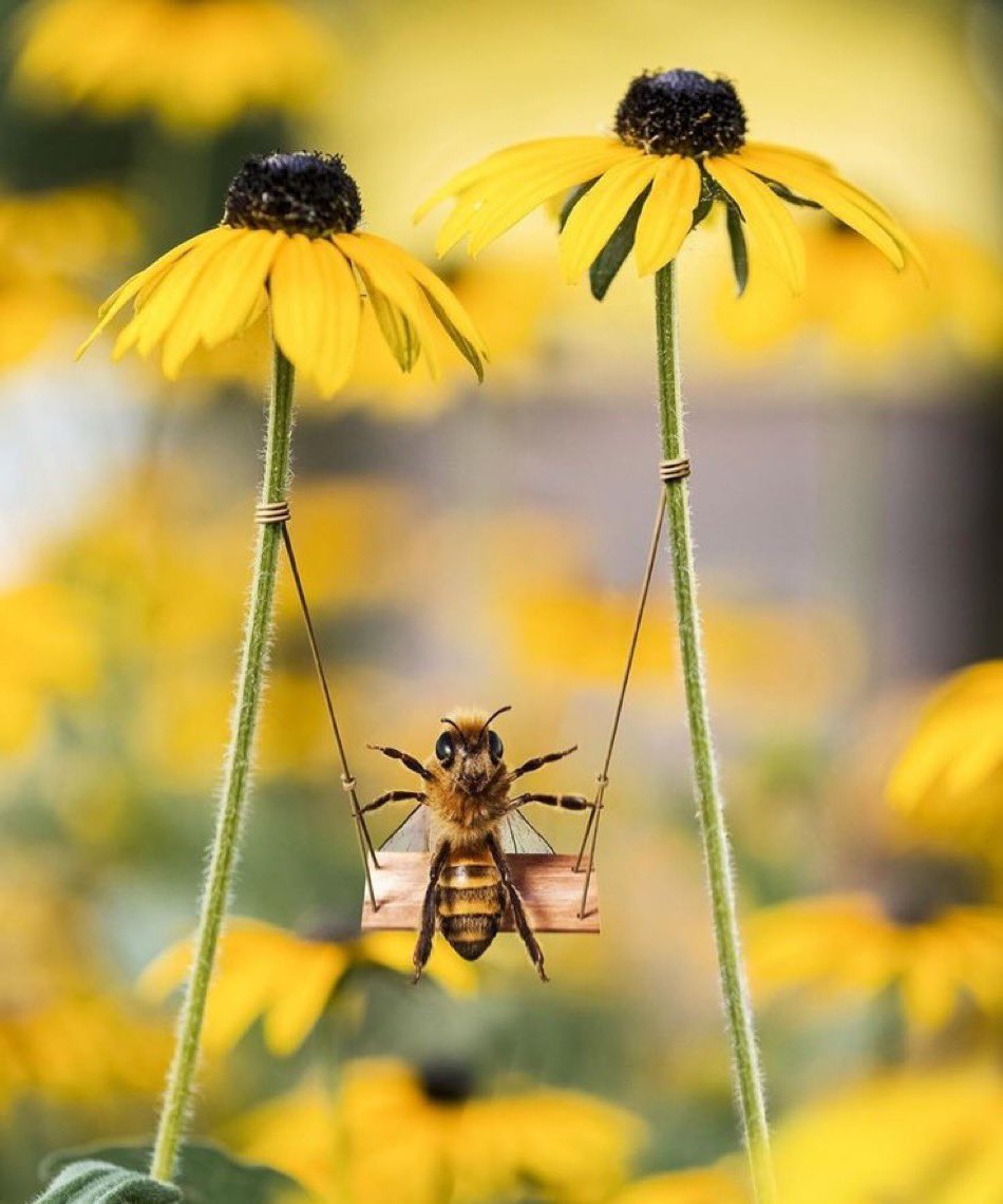 Bee KC 🐝 (@beekc_mo) on Twitter photo 