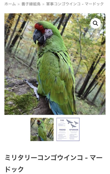 https://t.co/27YgiHIWxF
軍事コンゴウインコ
ミリタリーコンゴウインコ 