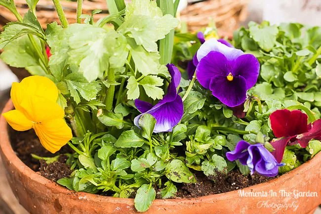 MomentsintheG's tweet image. Felt good being in the greenhouse and starting to plant my spring containers.  #springcontainer #pansies #ranunculus #snowdrops #daffodil #greenhouse #momentsinthegardenphotgraphy