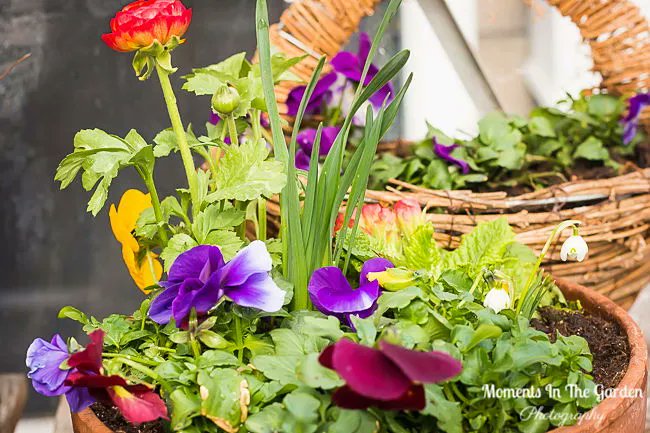 MomentsintheG's tweet image. Felt good being in the greenhouse and starting to plant my spring containers.  #springcontainer #pansies #ranunculus #snowdrops #daffodil #greenhouse #momentsinthegardenphotgraphy