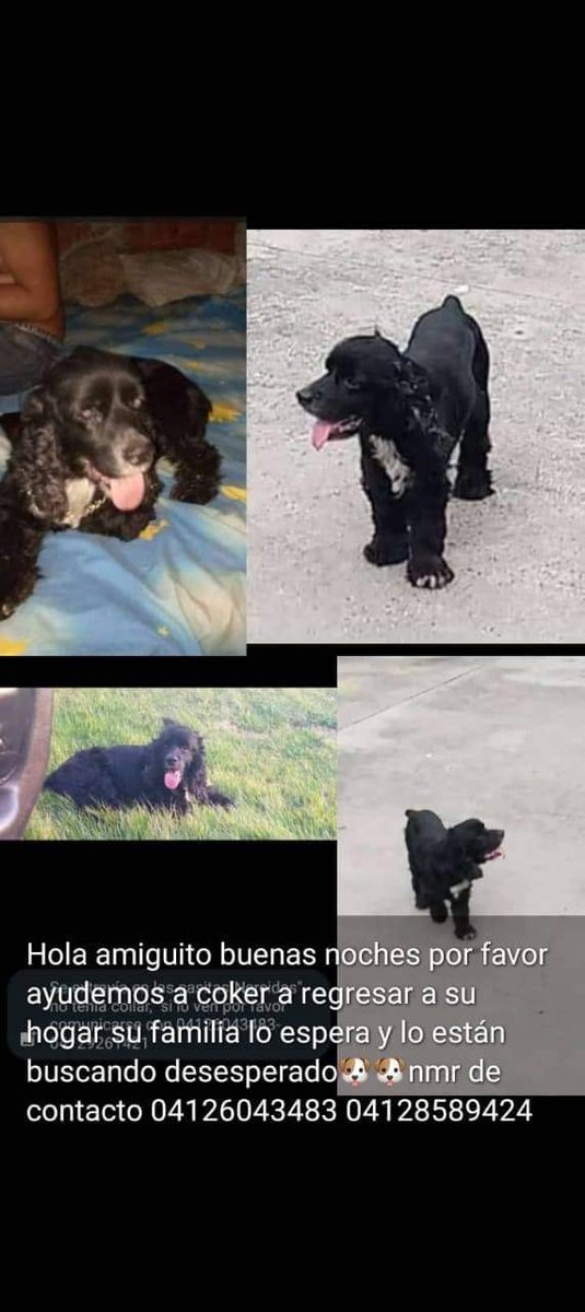 PerroUsuario's tweet photo. #SeBusca Este hermoso perrito se extravió de su casa, él vive en las Casitas Guatire estado Miranda. Su familia está desesperada, por favor si lo ven comunicarse a los números 04126043483 y 04128589424. https://t.co/hgI0ycns2J