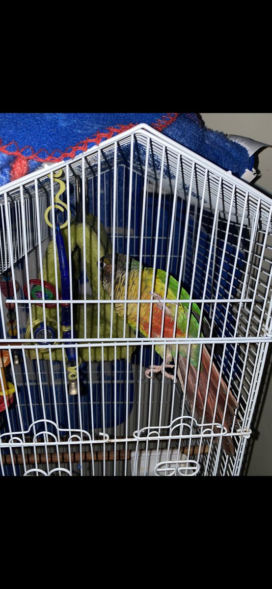 🦜❤️