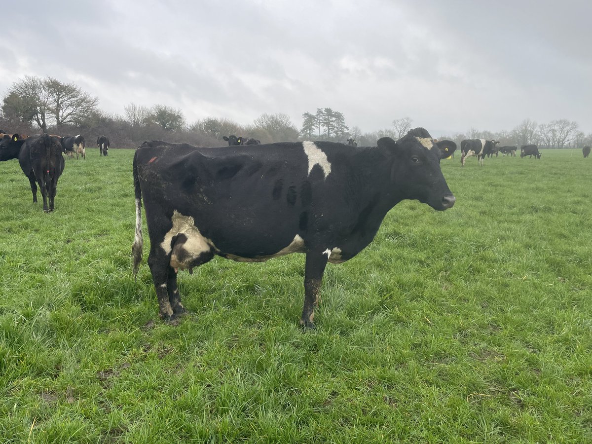 Finally I’ve decided the cows are going to Frome Market on the 22 March, ending 53 years of my family breeding this herd. It will be a sad day but the right decision. I hope someone gives them a bright future. 
Spring calved cross bred highly fertile. Retweets appreciated.
