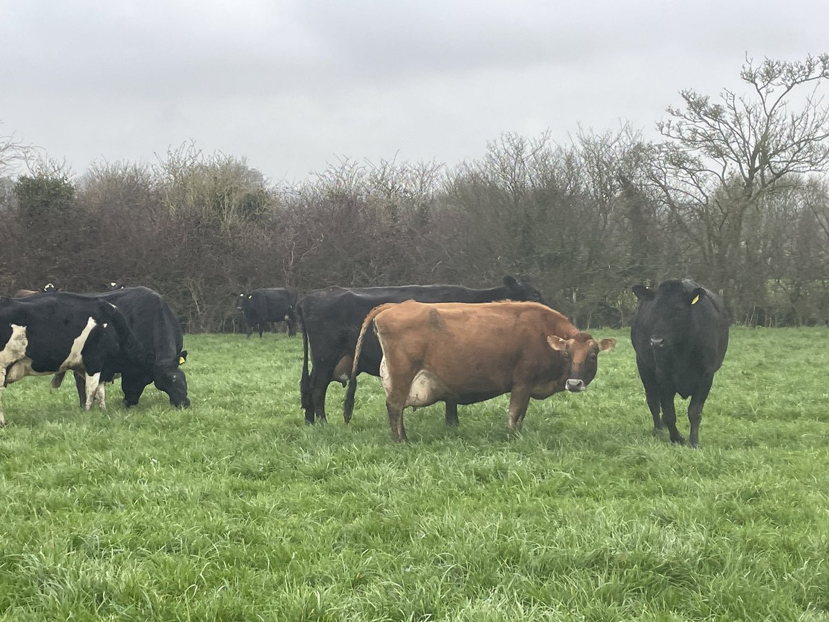 John Dennison tweet media