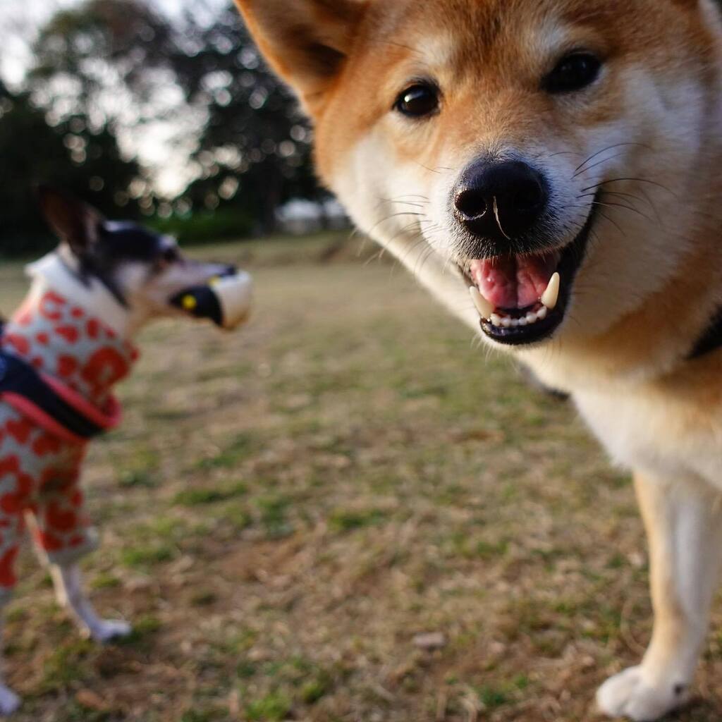 anne_family's tweet photo. 夕方、気づけば犬牧場🐕🐩🐇Evening, when I noticed the park became a dog farm.
#犬牧場 #トイフォックステリア #柴犬 #パピヨン #ボーダーコリー #dogfarm #toyfoxterrier #shibainu #papillon #bordercollie https://t.co/S17hYq1ijE