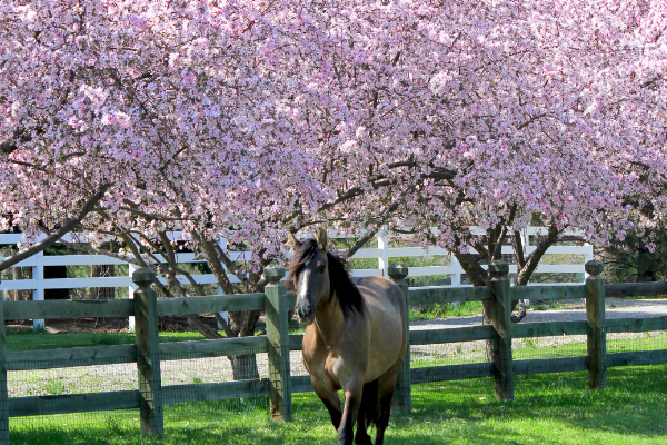 Landscaping around the barn or planning your spring garden?
Check out these pretty plants that are safe for horses! ⬇️ 🌷
buff.ly/3C9APTw