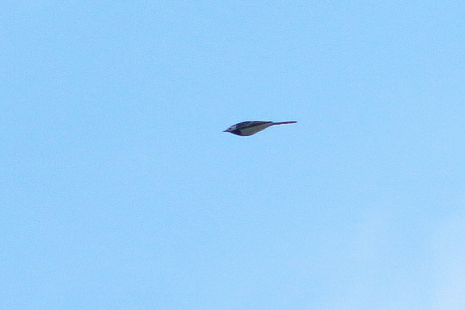 KoenStork's tweet image. Spring is slowly but surely getting on at Texel with territorial juv Goshawks, displaying Siskin and the first Pied Wagtail. Also a Rook (right, classic scarce early spring migrant here) and a hybrid Hooded x Carrion Crow (left) together.