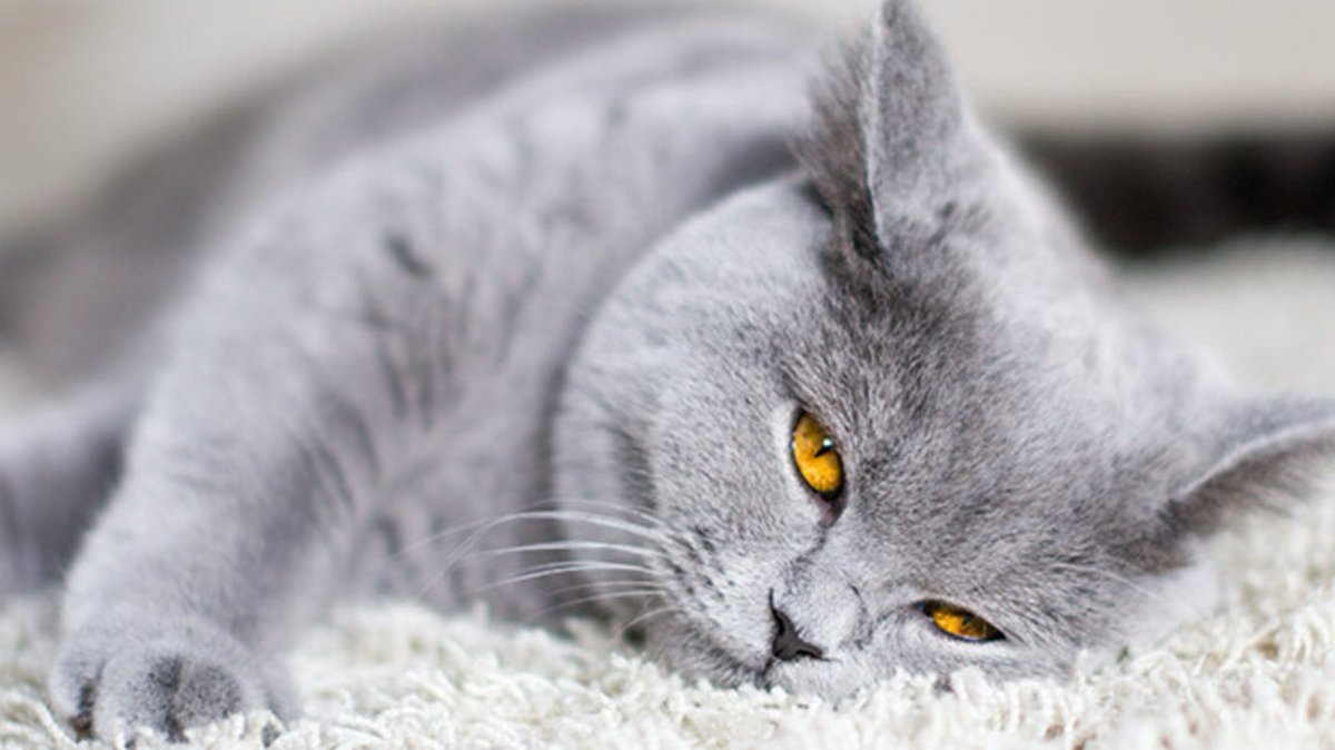 la2_tve's tweet photo. 🐱 ¿Sabías que en España hay 5.858.649 de gatos censados? En cuanto a perros, hablamos de 9.313.098. Los gatos viven de media unos 12 años, mientras que perros del mismo tamaño superan los 15 años de vida de media. ¿Con cuantos peludos compartís vida? #SaberYGanar https://t.co/iExg2yARjt