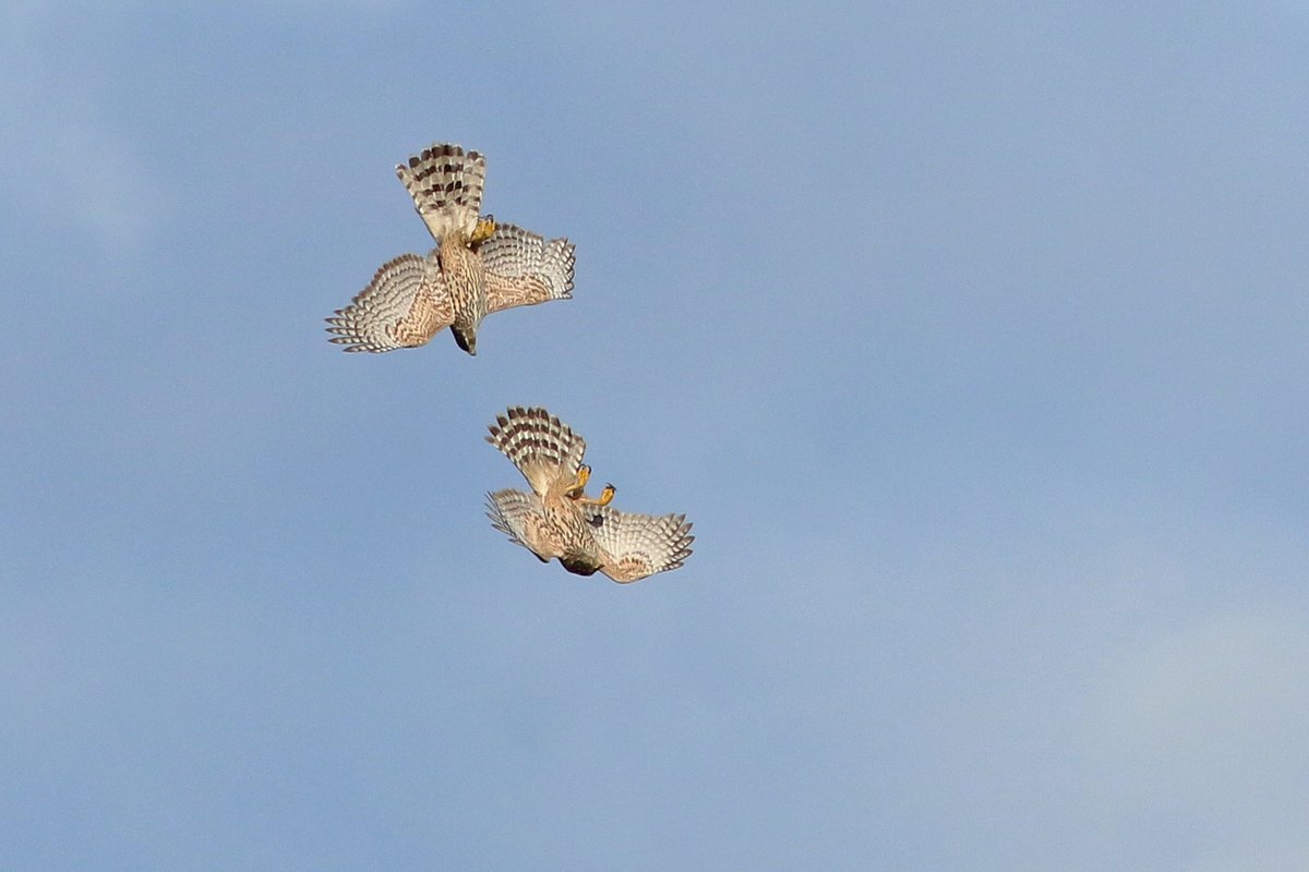 KoenStork's tweet image. Spring is slowly but surely getting on at Texel with territorial juv Goshawks, displaying Siskin and the first Pied Wagtail. Also a Rook (right, classic scarce early spring migrant here) and a hybrid Hooded x Carrion Crow (left) together.