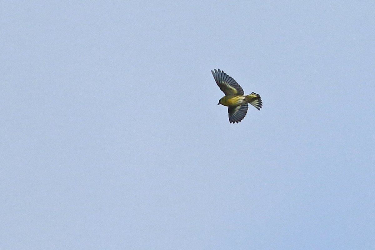 KoenStork's tweet image. Spring is slowly but surely getting on at Texel with territorial juv Goshawks, displaying Siskin and the first Pied Wagtail. Also a Rook (right, classic scarce early spring migrant here) and a hybrid Hooded x Carrion Crow (left) together.