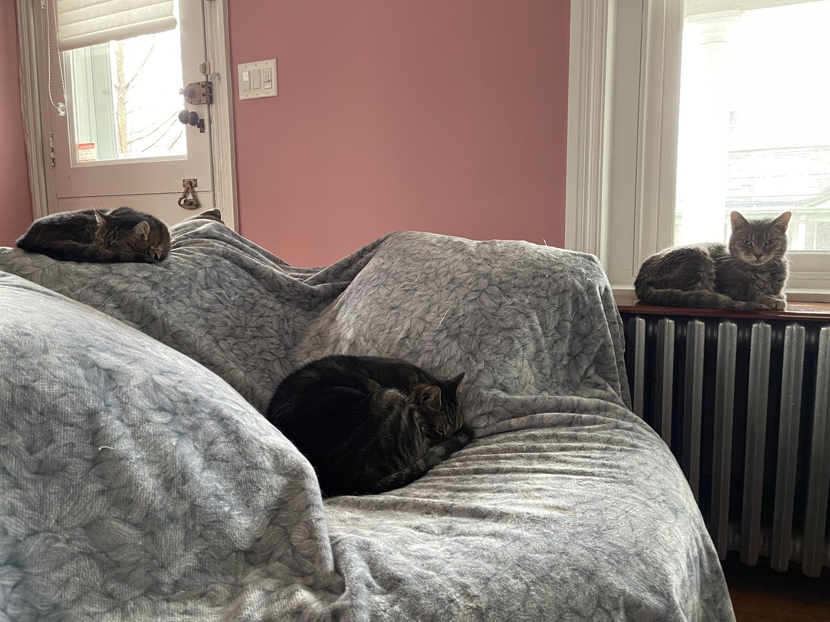 cmorrisonwmgk's tweet photo. Happy Caturday!!! https://t.co/zFRa4gqQtr