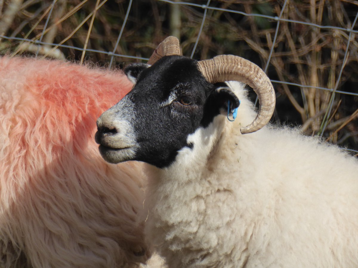 two more from today #herdwick #scottishblackface #crofting #nativebreeds #sheepoftheday
