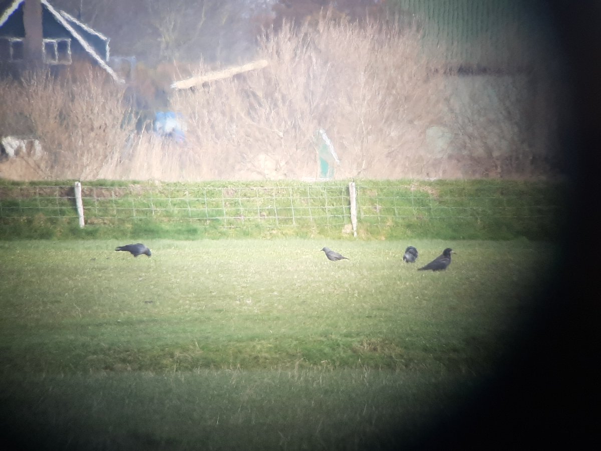 Spring is slowly but surely getting on at Texel with territorial juv Goshawks, displaying Siskin and the first Pied Wagtail. Also a Rook (right, classic scarce early spring migrant here) and a hybrid Hooded x Carrion Crow (left) together.