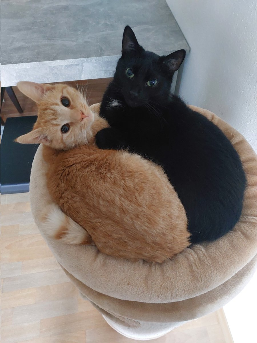 Einfach_Cap's tweet photo. Das sind meine 2 babys :D
Was fรผr #Haustiere habt ihr? #Katzen #Katze #Tiere #capnation @StreamerCabinet https://t.co/6cWFZwBpNv