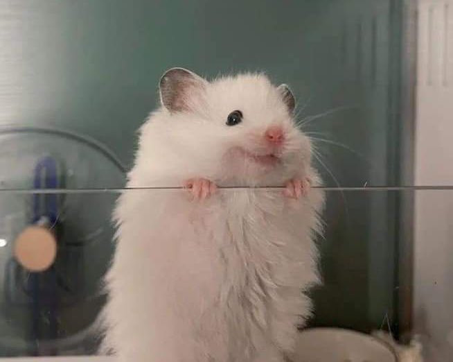 beyukito's tweet image. Cuando extubas al bebé, te asomas a la incubadora y lo ves dormido y respirando muy bonito