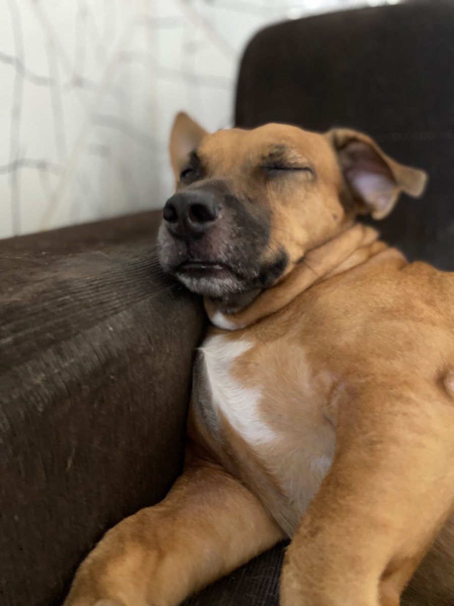 dr brenokas tweet media