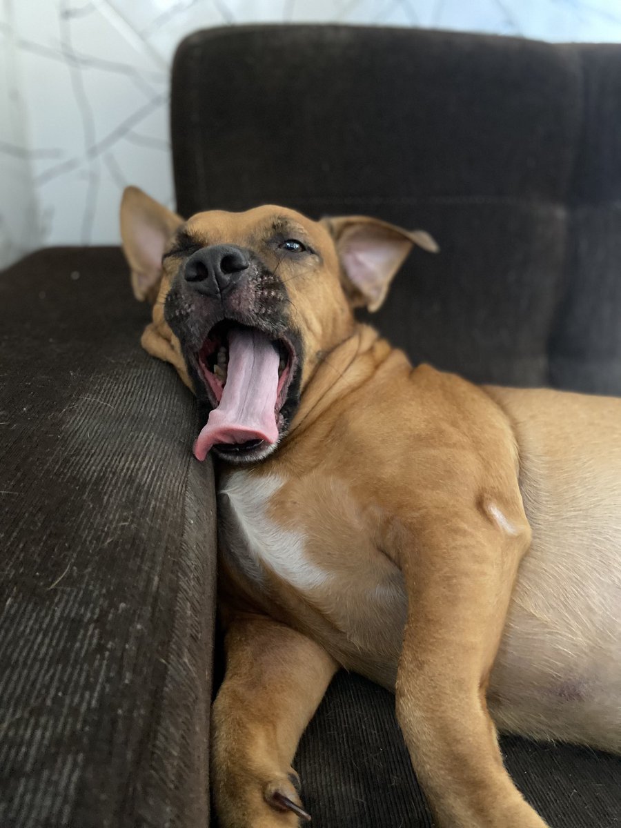 dr brenokas tweet media