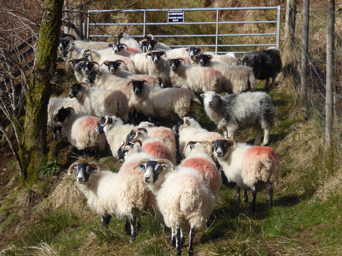a day of sheep, all dosed and had pour on and back to the hill till lambing #hillsheep #scottishblackface #herdwick #crofting #scottishhighlands #sheepoftheday