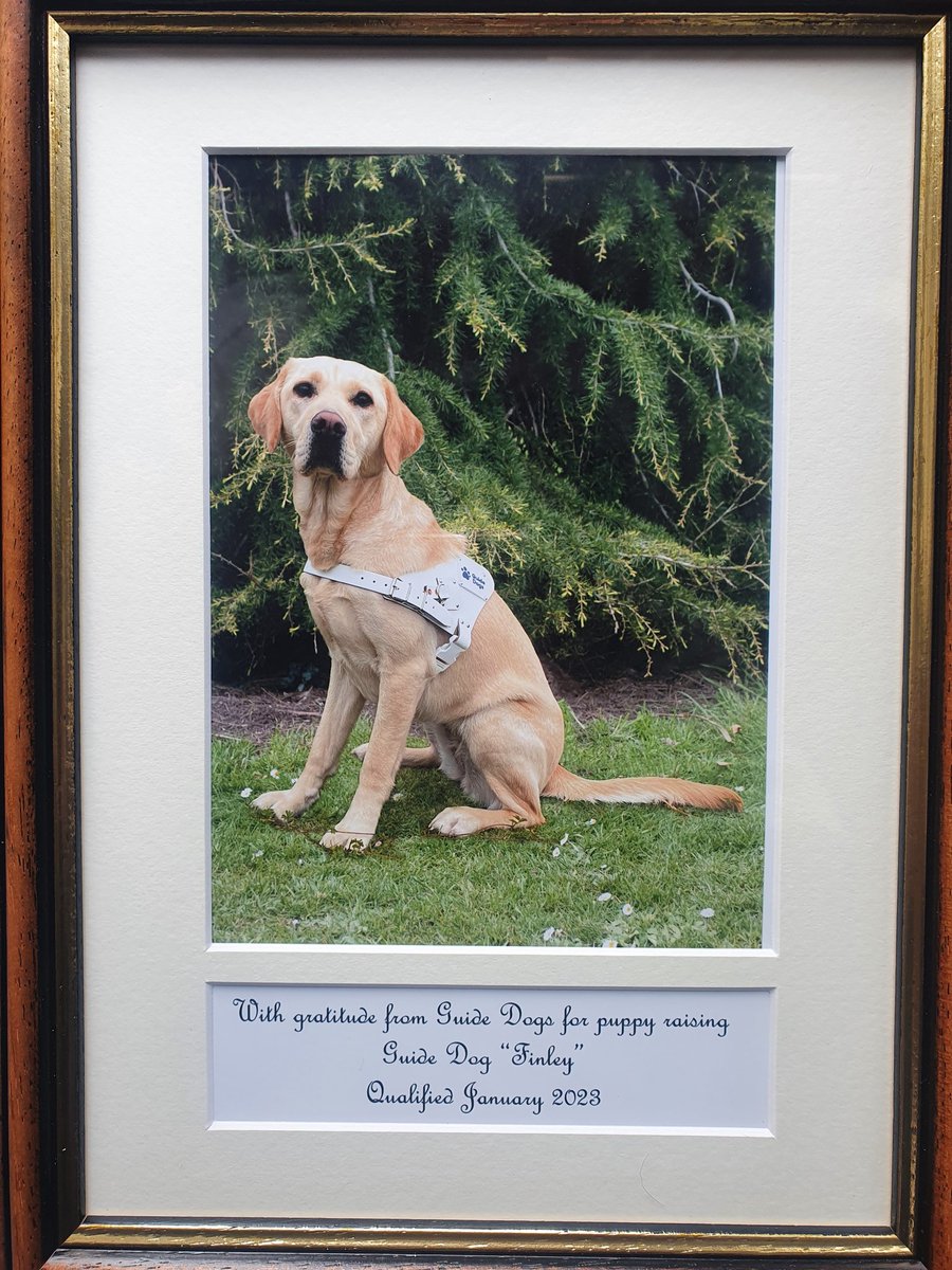 starshell208's tweet photo. Couldn't be more proud of our lovely boy Finley.
Received his framed photograph  in the post this morning from @guidedogsni
Good luck Finley in your new partnership and the next stage of your journey. We always knew you could do it! #yellowlab #lifechanger #guidedogs #workingdog https://t.co/ZKJB10F0E4