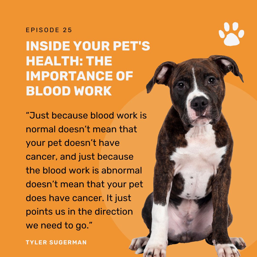 Inside Your Pet's Health: The Importance of Blood Work is available now!

Available on all platforms or listen here: vetsplanationpodcast.com/episodes/ 

#PetHealthcare #PetDiagnosis #Collaboration #PetOwnerTips #sumnerveterinaryhospital