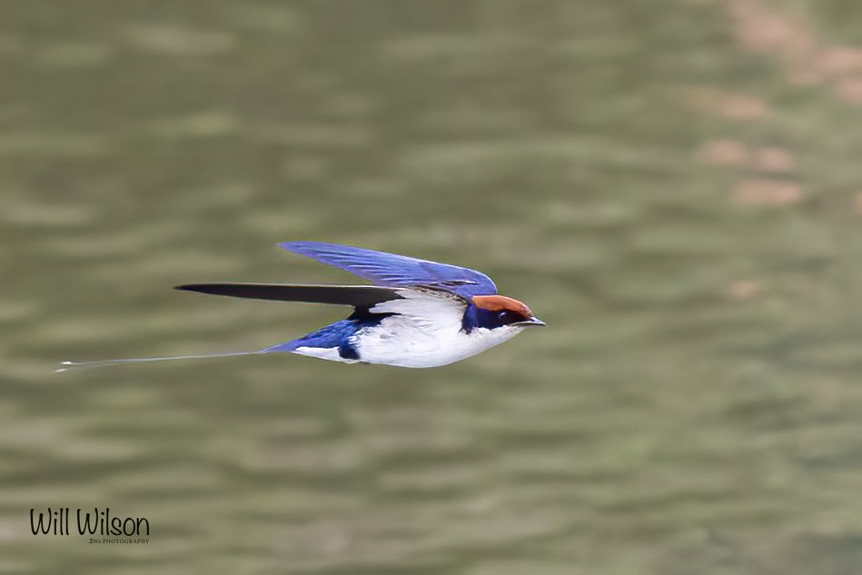 A stunning male Wire-tailed Swallow fly-passed! Photographed @golf_kigali in #Kigali #Rwanda #BBCWildlifePOTD #BirdsSeenIn2023 #TwitterNatureCommunity #birds