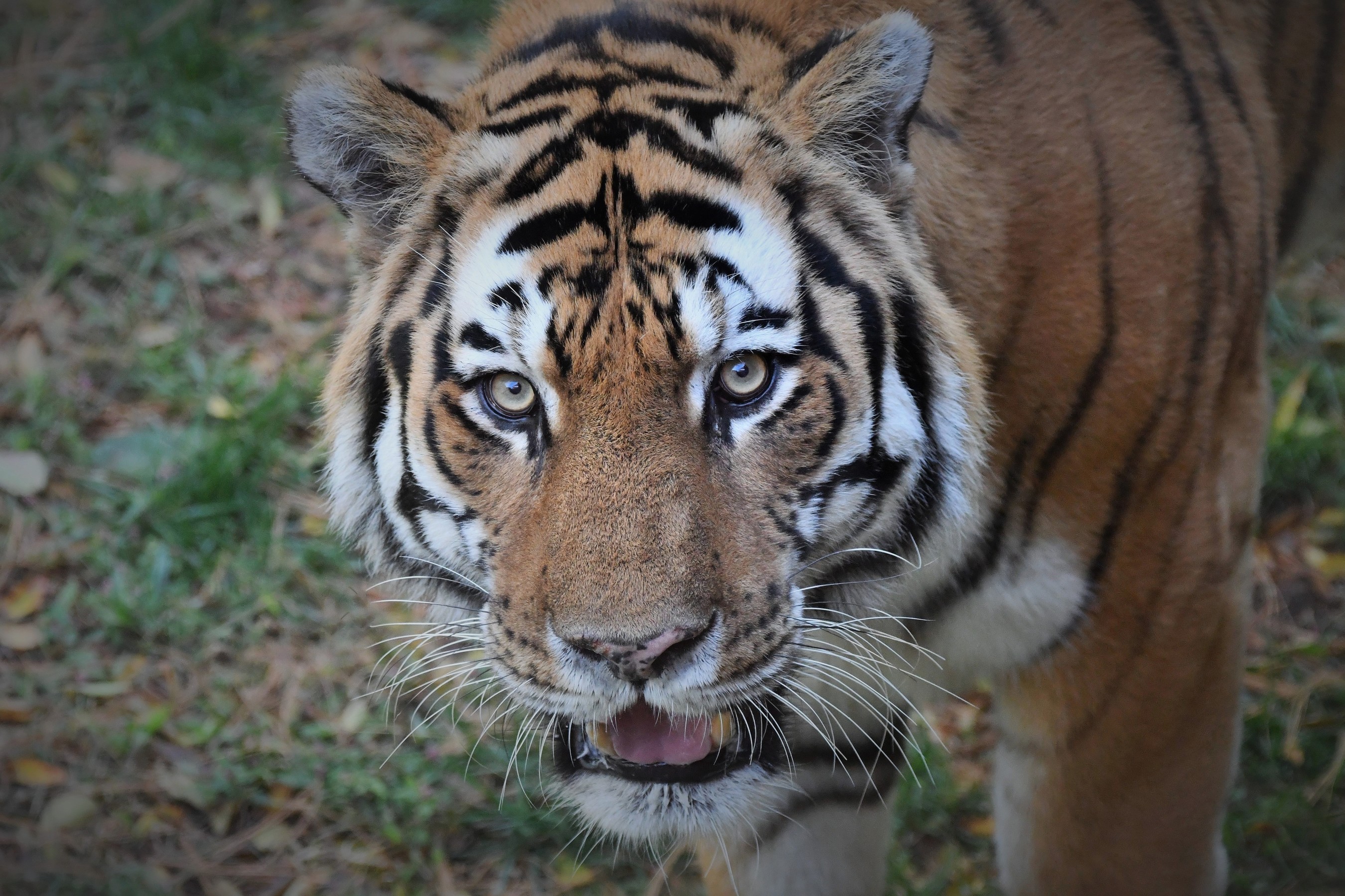 Amur tiger  Saint Louis Zoo