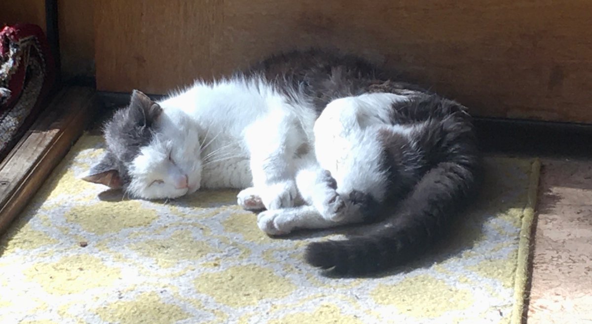 The Sun☀️ Finally came came out!  Now it’s time for a #Caturday morning power nap 💤 by the front door.
#CatsOfTwitter