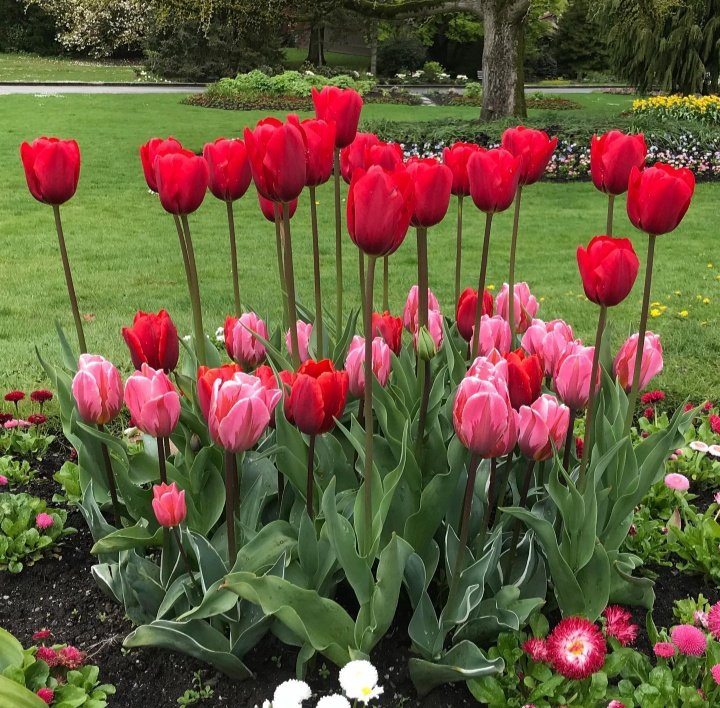 ruben_corella's tweet photo. #gardens #jardines #jardin #eden #omg #belleza #eclat #splash #tulips #redtulips #pinktulips #tulipanes #GardenersWorld #wonder #amazing #amazingflowers #heartandsoul #finde #bigbang #momentstoliveby https://t.co/Ij2cpQnmv0