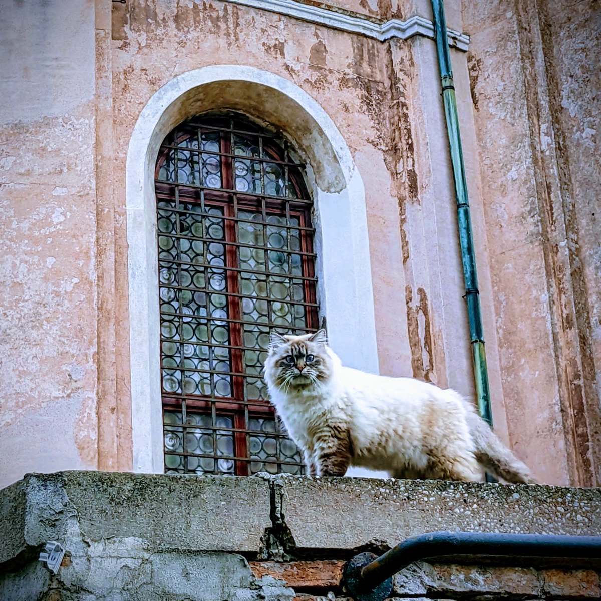 LJ_Pritchard's tweet photo. #ChurchCat at #MadonnaDelOrto #CatsOfCannaregio #CatsOfVenice #CatsOfInstagram #Caturday #Venezia #Venice #LivingOnWater https://t.co/j4zLx1ZRoR
