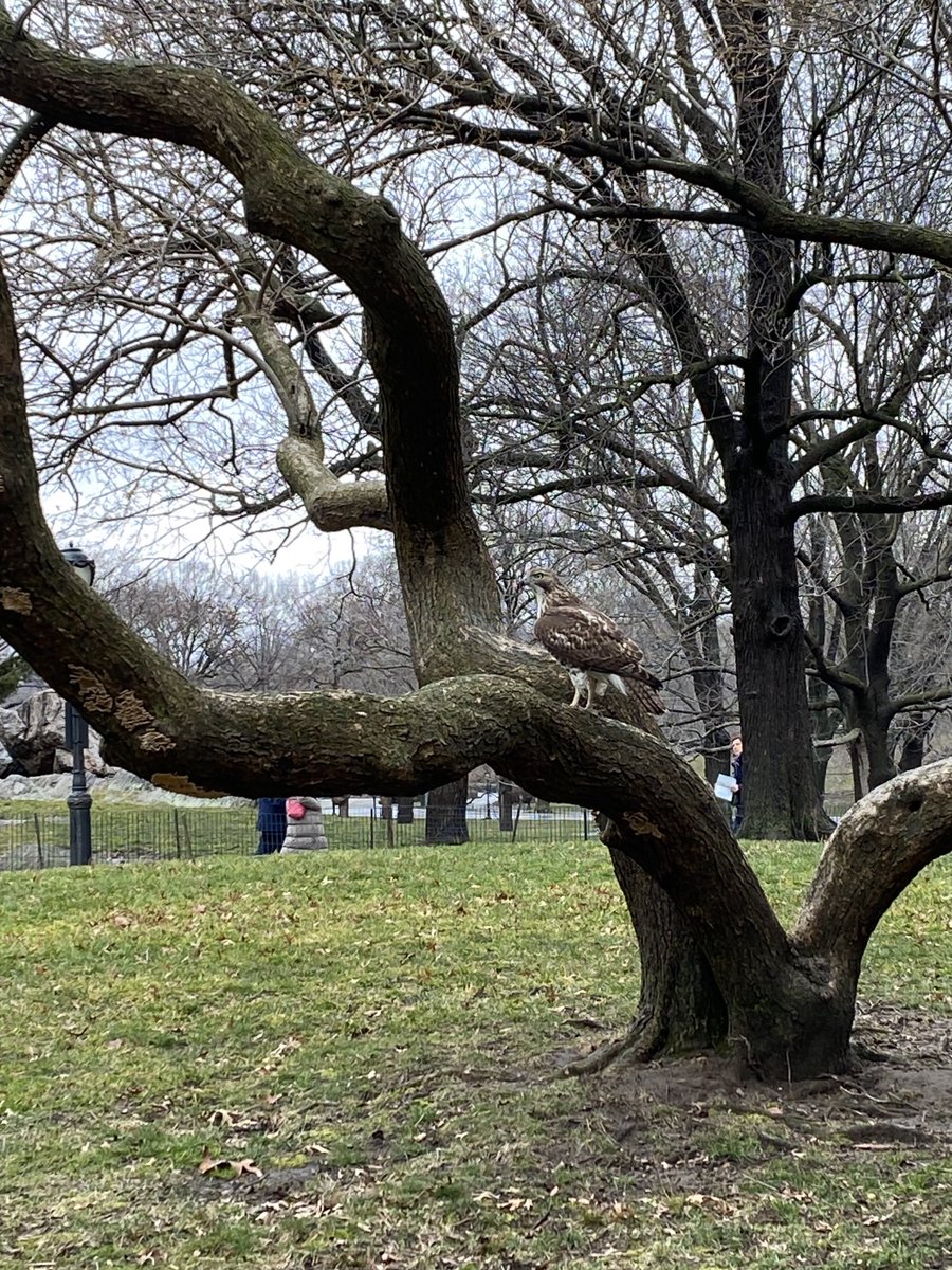 Fidgef2's tweet photo. One of a pair of hawks hunting this morning in the lilac grove northeast of the Great Lawn.  I believe it’s nesting season so maybe eggs soon?   ⁦@BirdCentralPark⁩ ⁦@CentralParkNYC⁩ https://t.co/yfFBuMopr6