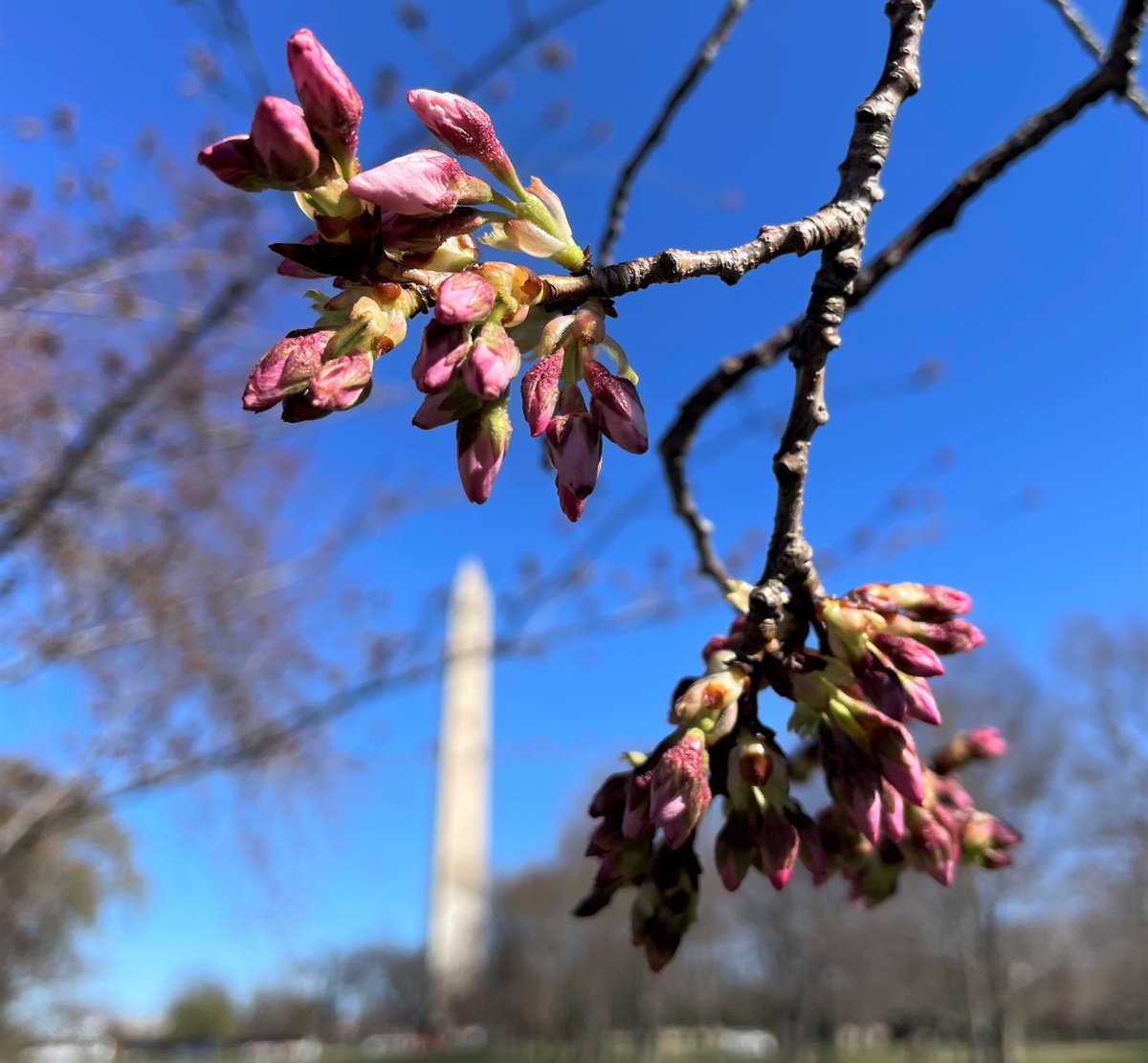 NationalMallNPS's tweet photo. Peduncle Elongation! It's not funny, it's science. (Ok, it's kind of funny.) We're at the 4th of 6 stages on the path to peak bloom.
🌸🌸🌸🌸/🌸🌸
Follow #BloomWatch online at https://t.co/h04Gu0ksc1
#cherryblossom #WashingtonDC https://t.co/d2ofvyvLmr