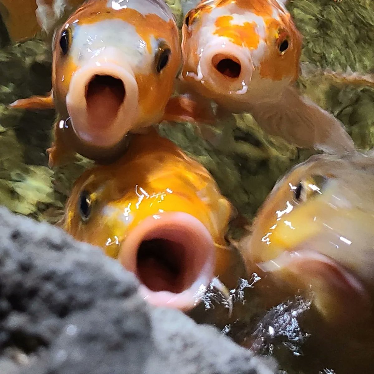 <a href="/fmsahbaz/">Fatih M. Sahbaz 📸</a> Hungry koi. #mobilephotography