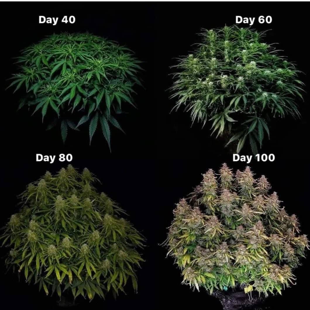 Legalise Cannabis South Australia tweet media
