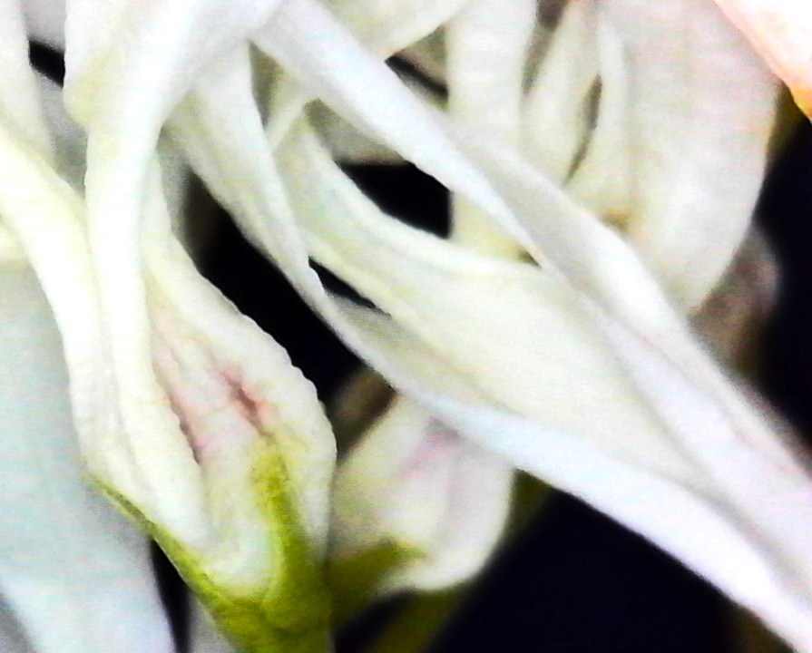 @LeslieASpurlock my latest photo work is 
cameraless / scanography / macro