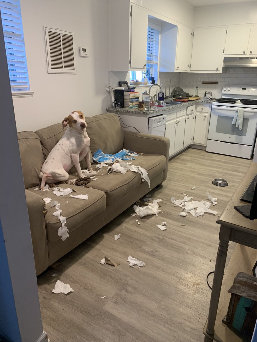 rachelllbenoit's tweet photo. Look how proud my girlfriends dog was after pulling a bunch of stuff out of my work bag and destroying it https://t.co/ZEwXrvyXar