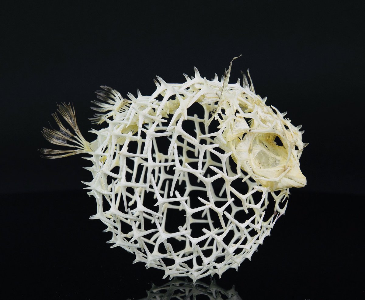 microscopic images. tweet media